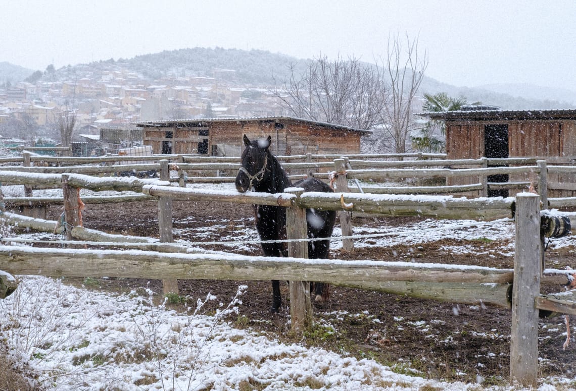 Horse and the storm