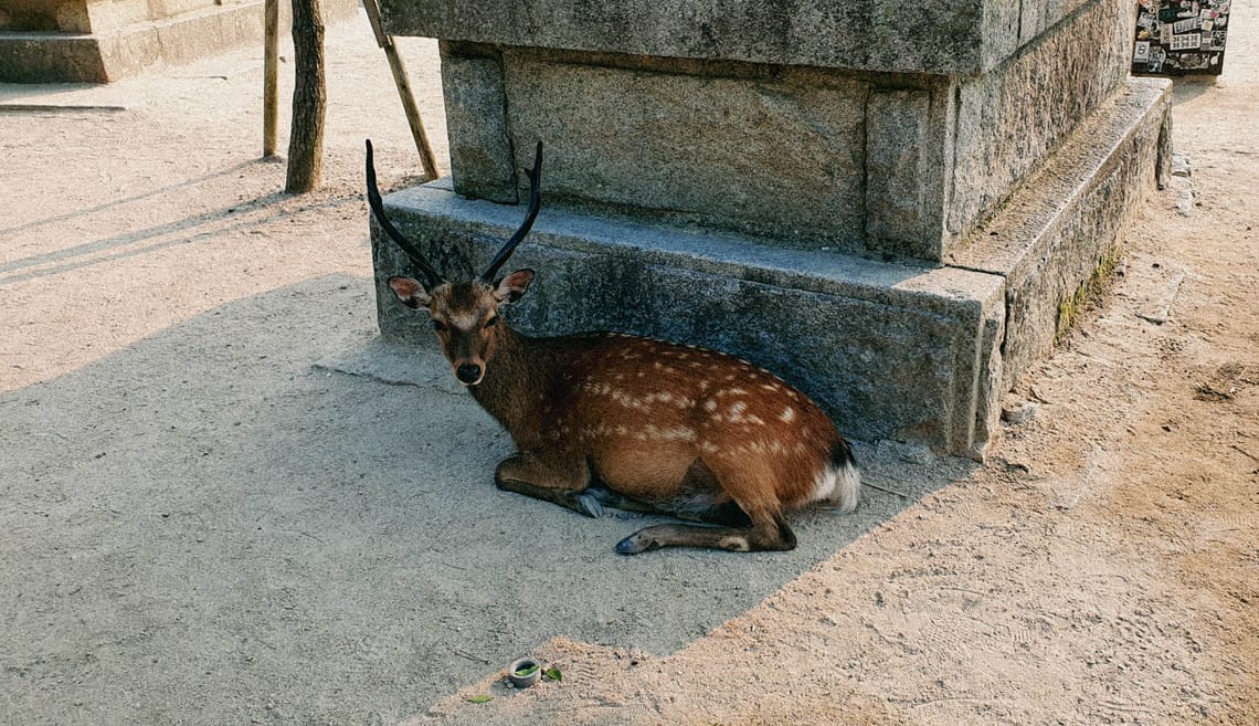 Nara deer