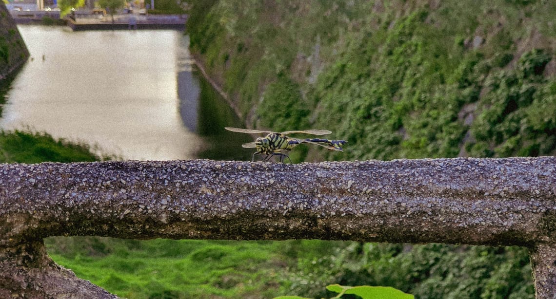 Dragon Fly