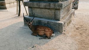 Nara deer