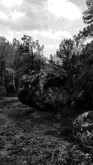 Tree on rock