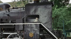 Cat chilling on train