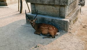 Nara deer
